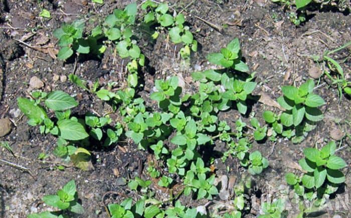 patch of mint
