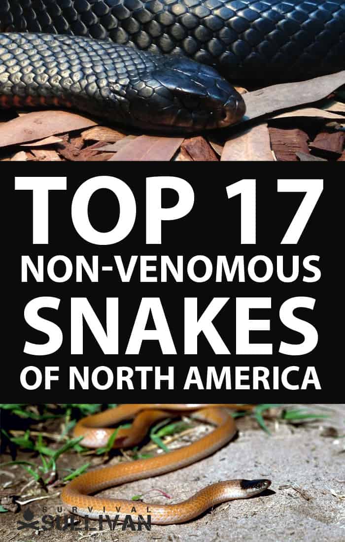 non venomous snakes pinterest image