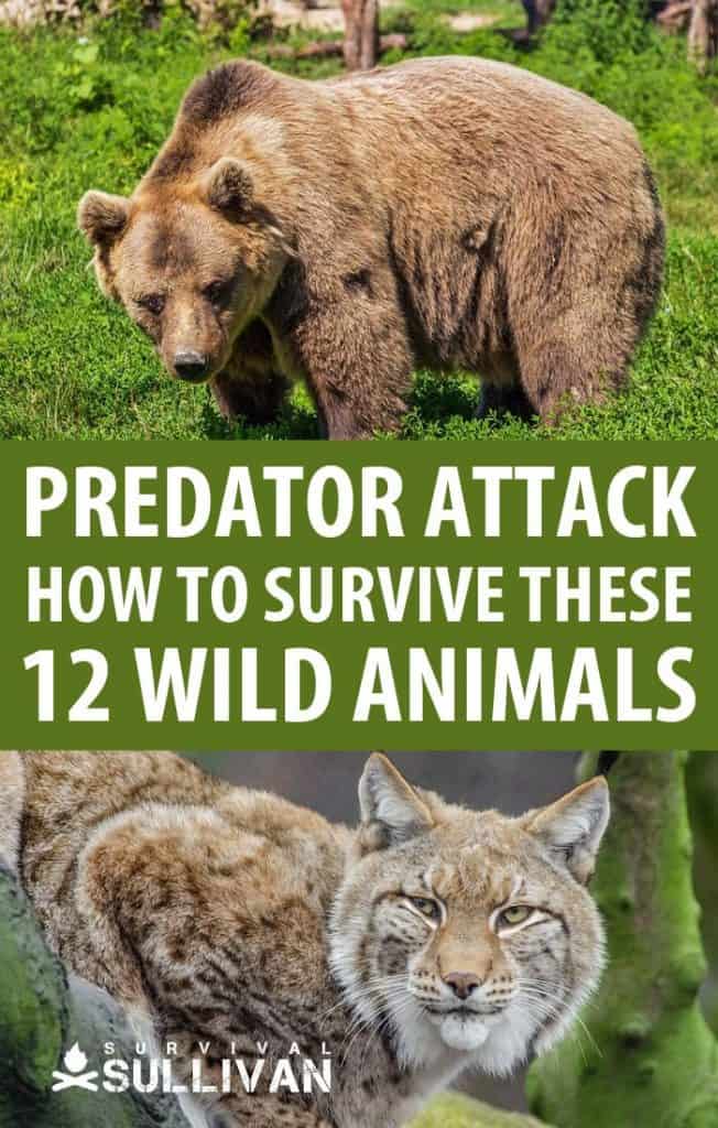 predator attacks pinterest image