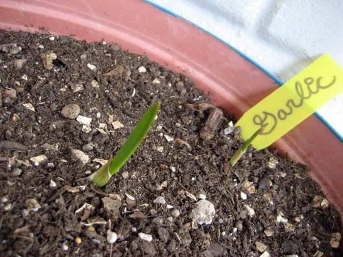 seedling garlic