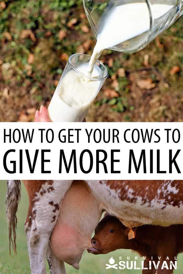 more milk from cows Pinterest image