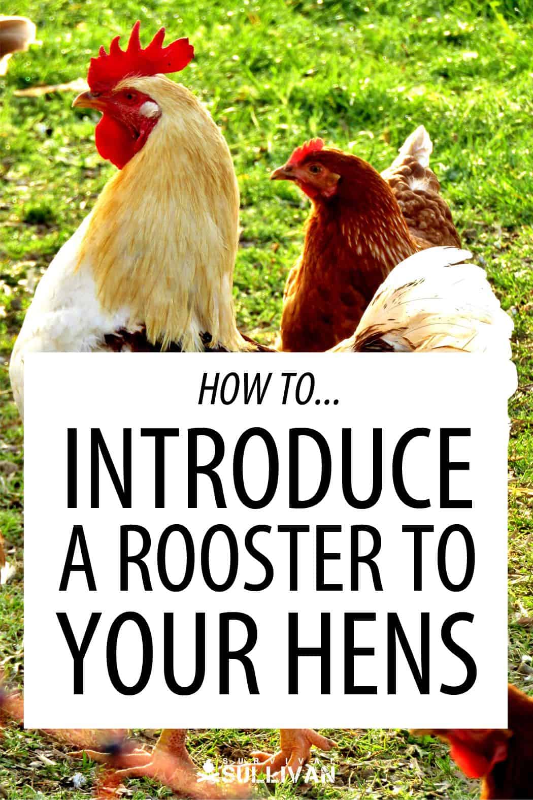 adding rooster to flock pinterest image