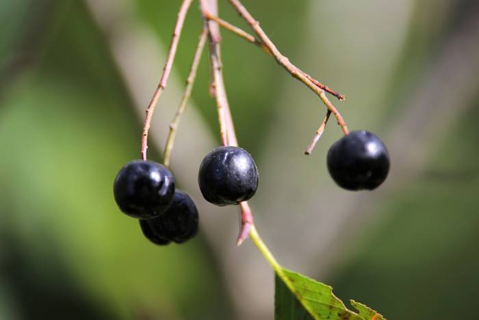 aronia berries