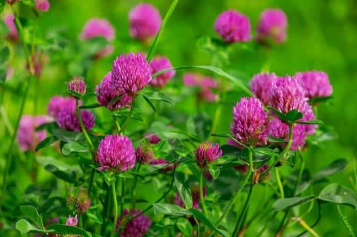 red clover plants