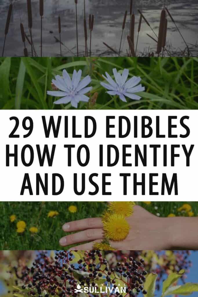 wild edibles Pinterest image