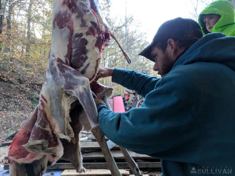butchering a doe