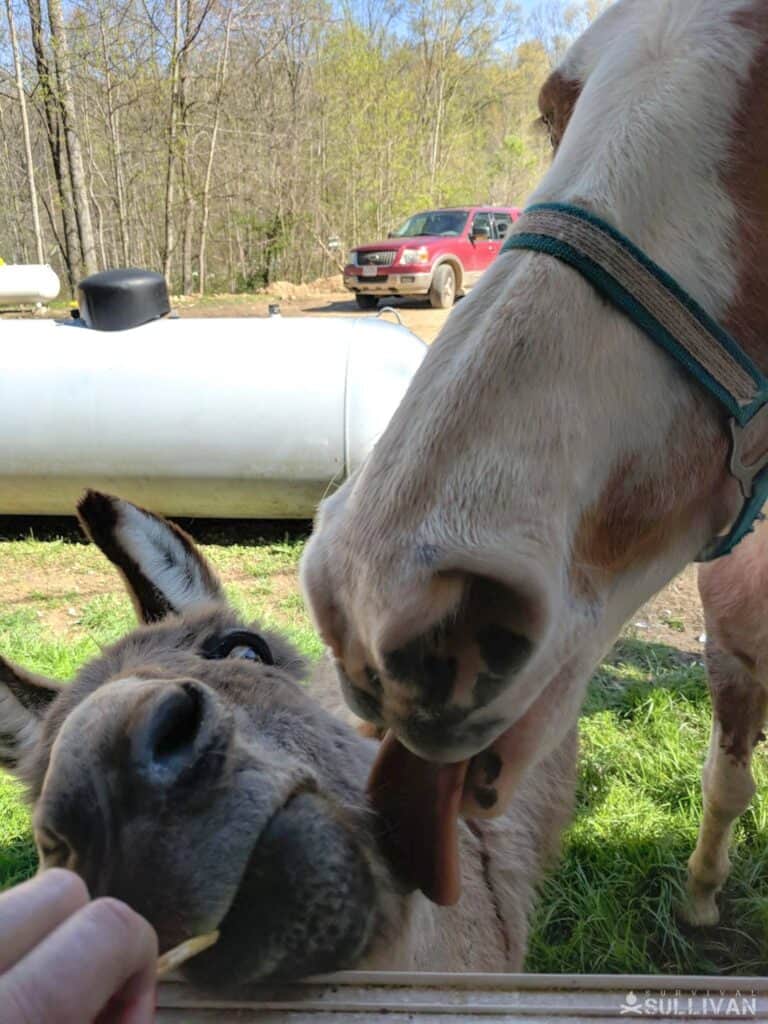 horse and donkey eating a treat