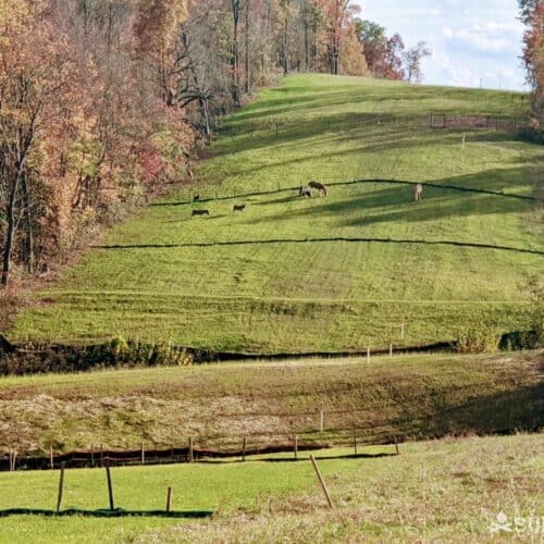 livestock on hill in Vinton County Ohio