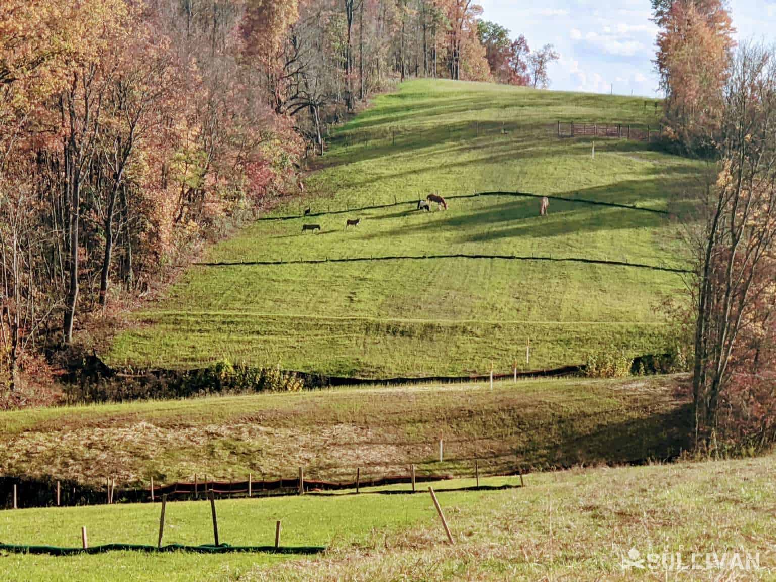 livestock on hill in Vinton County Ohio