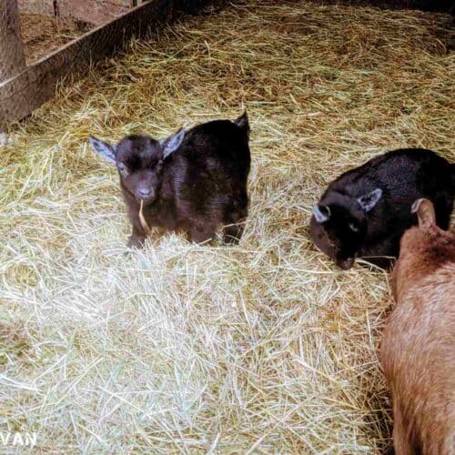 newborn goat babies