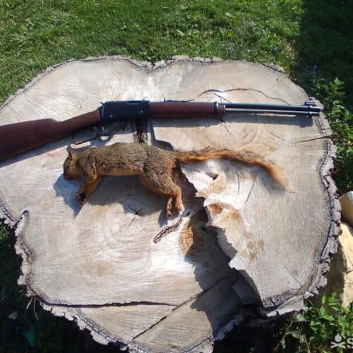 squirrel next to a Henry-Lever Action 22 Rifle