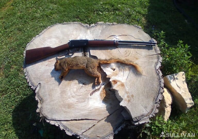 squirrel next to Henry Lever Action .22 Rifle