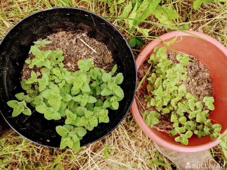 two oregano plants growing in two pots