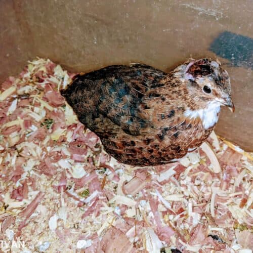a quail
