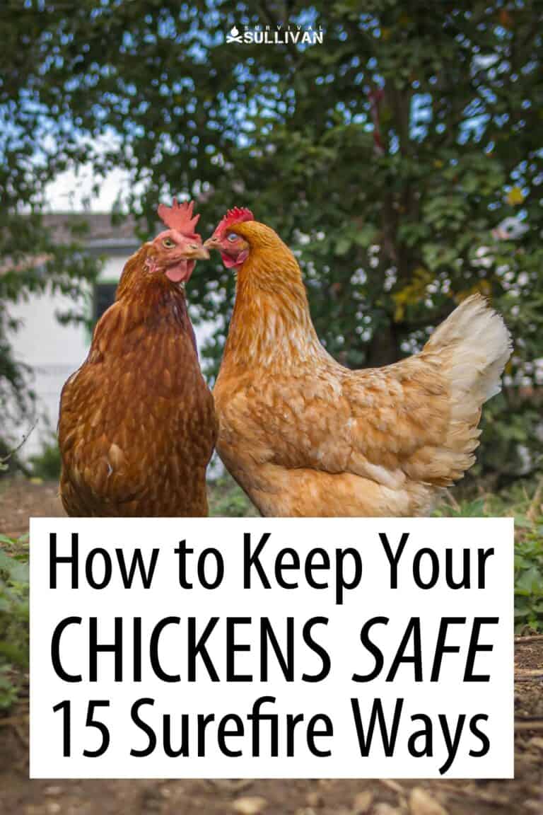 chickens safety pinterest image