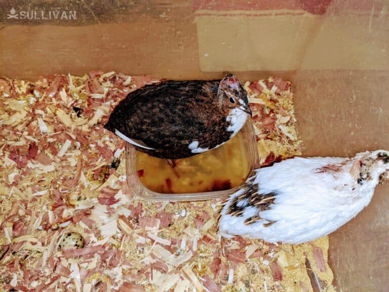 female quail with mating wounds to the head