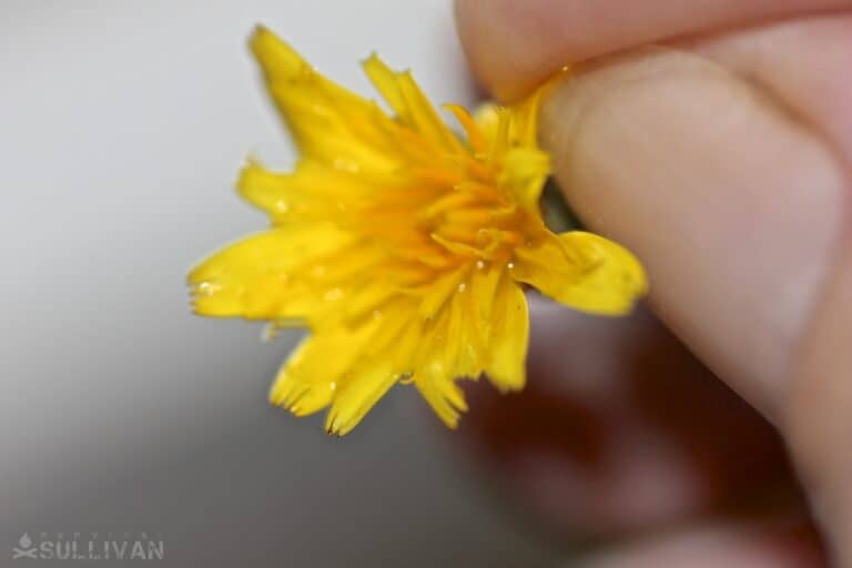 picking petals off dandelion