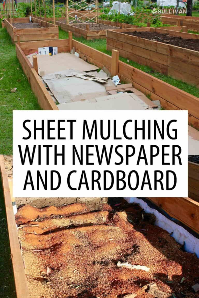 sheet mulching Pinterest image