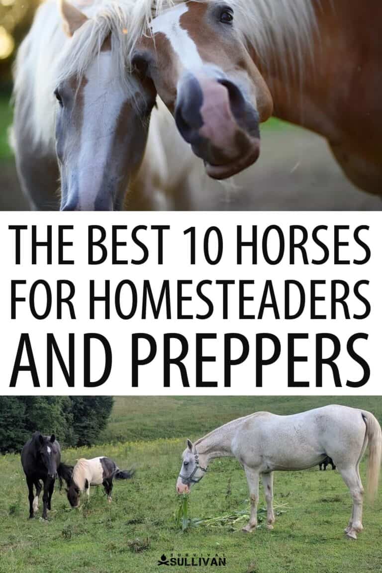 best survival horses Pinterest image