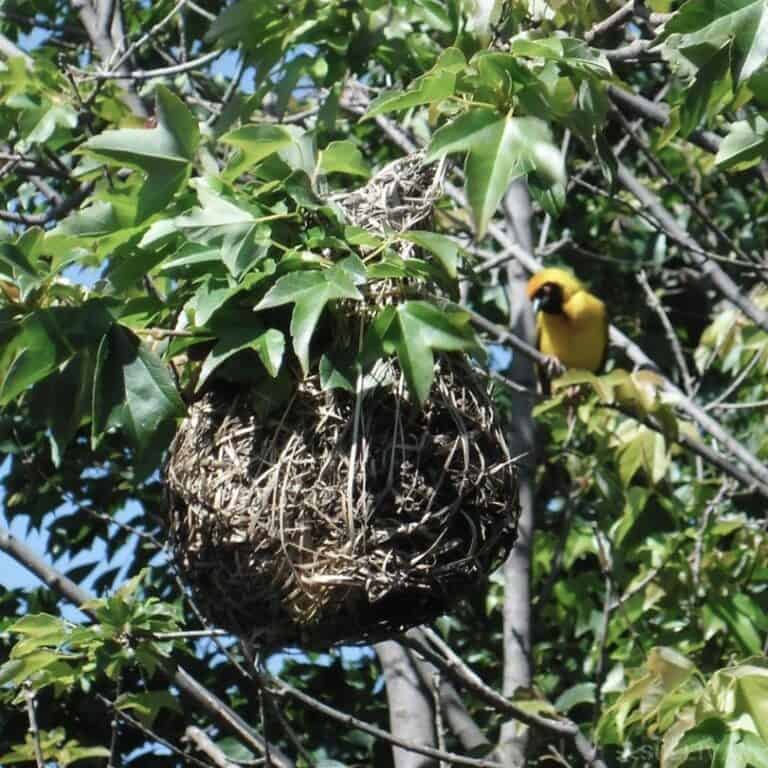 Masked Weaver Nest facing South-East