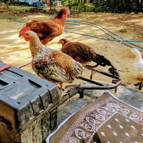 bantam chickens on ATV