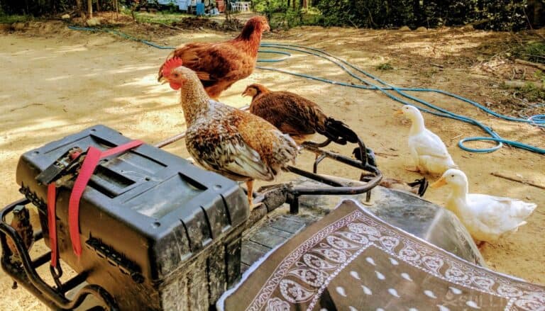 bantam chickens on ATV