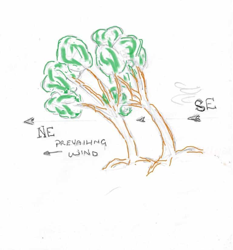 diagram  of trees showing prevailing wind blowing from SE to NE