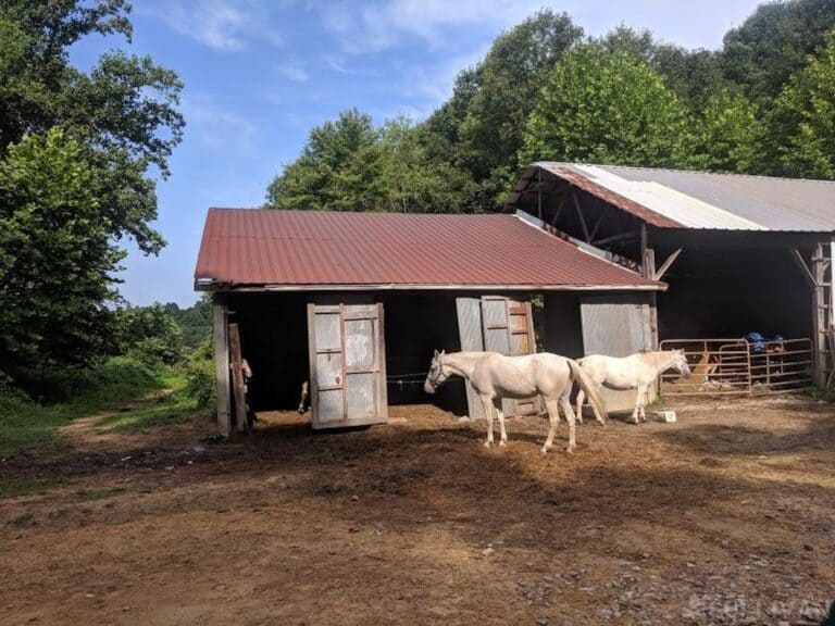 horses outside of a barn