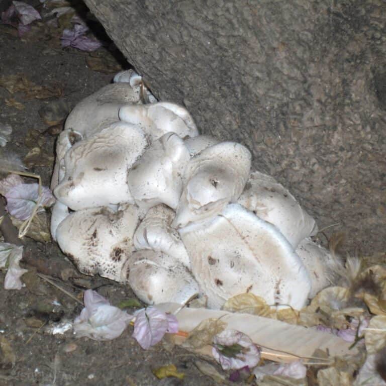 mushrooms at the base of a Bougainvillea brush