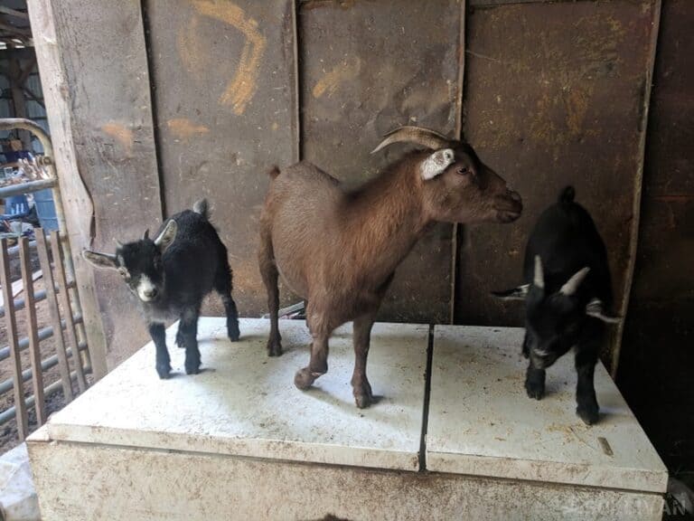 pygmy goat and two baby goats