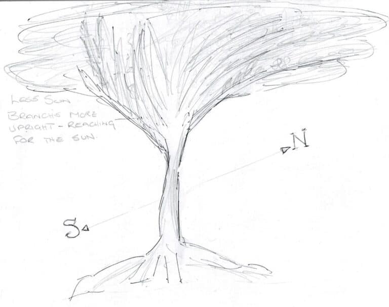 tree diagram with more canopy on the north side in Southern hemisphere