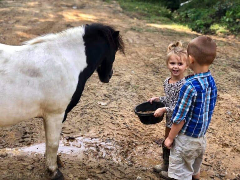 two toddlers feeding a mini horse