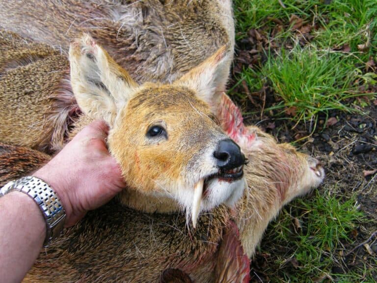 a Chinese water deer scull with no antlers