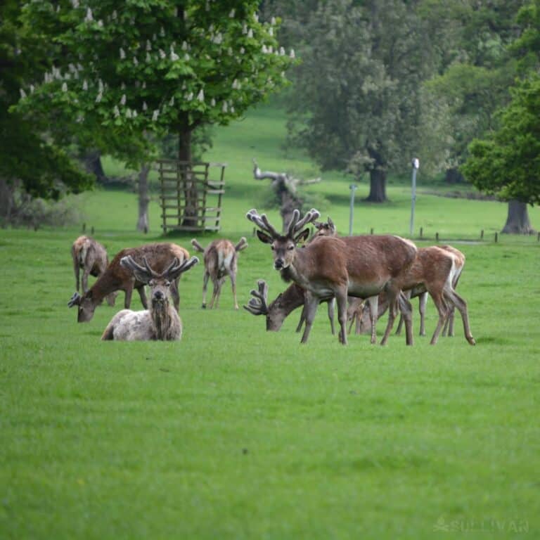 a bachelor herd of red deer with their antlers