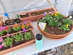 broccoli chia peppermint and flowers in terracotta containers on table
