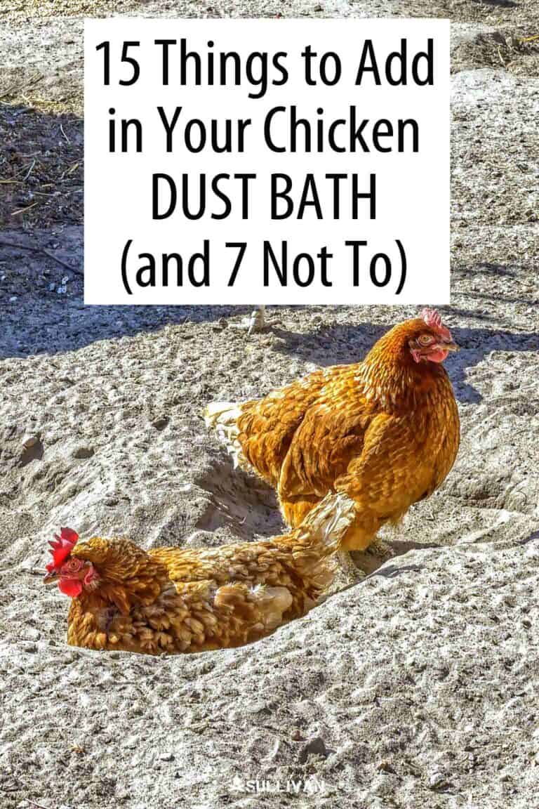 chicken dust bath Pinterest image