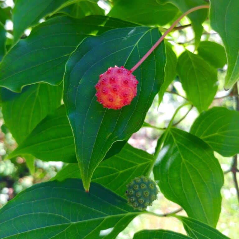 dogwood berries
