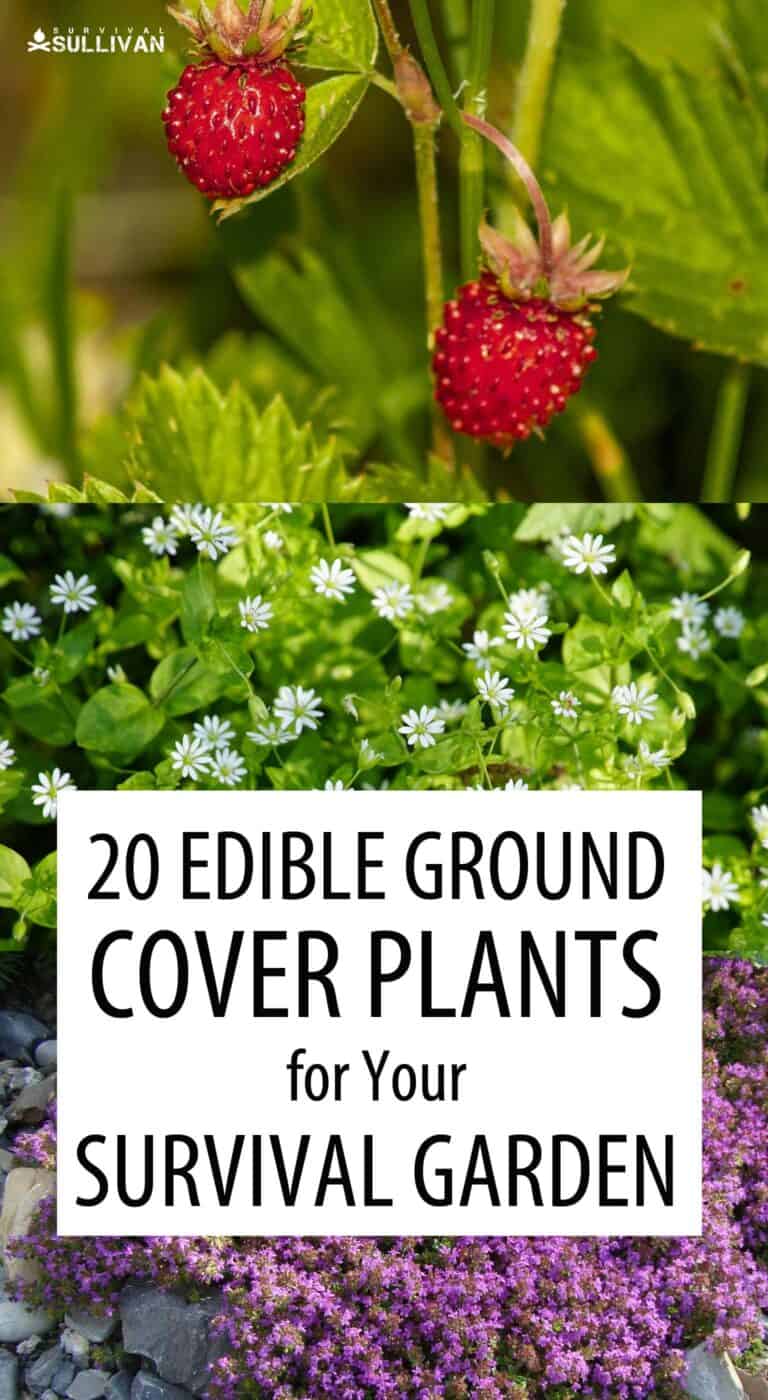 ground covering edibles Pinterest image