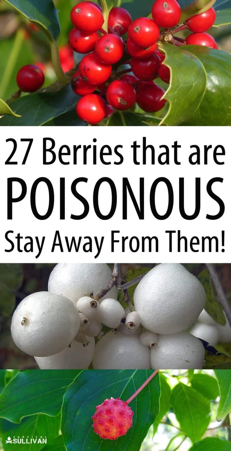 poisonous berries Pinterest image