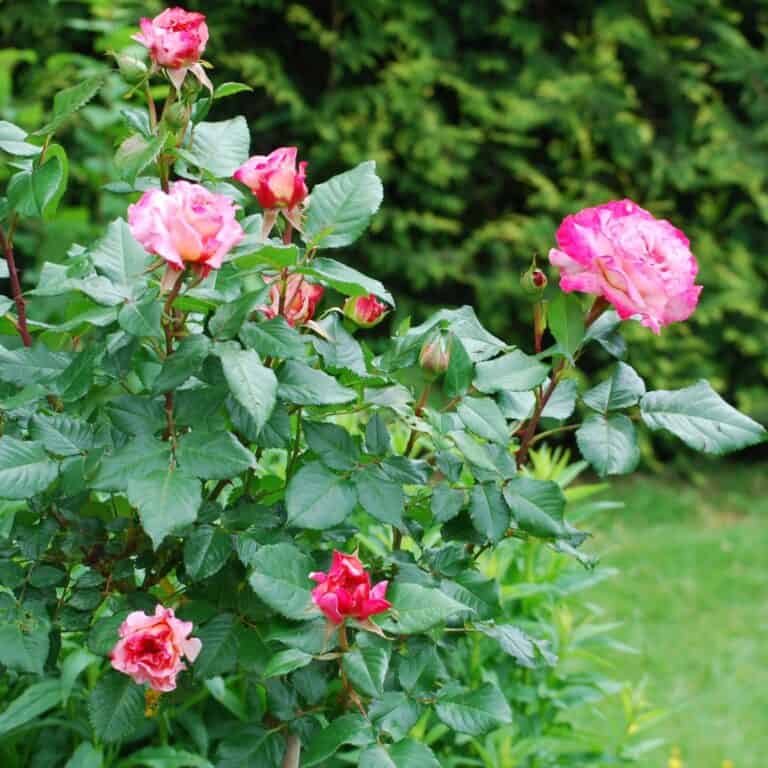 roses bush