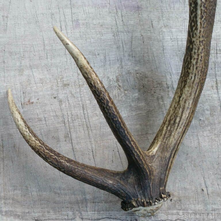 the brow and bay tines of a red deer antler
