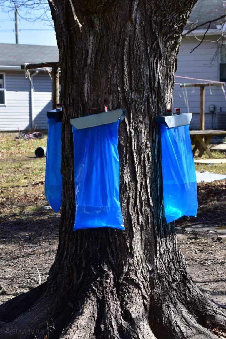 maple tree with three taps and bags attached to it