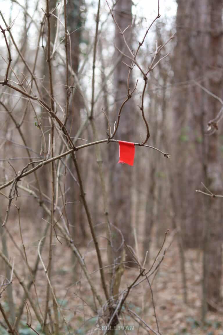 red duct tape hanging from tree branch to mark trail
