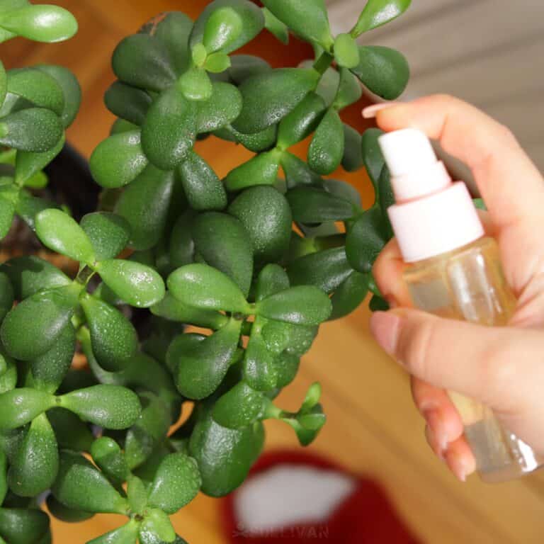 spraying indoor plant with cooking oil