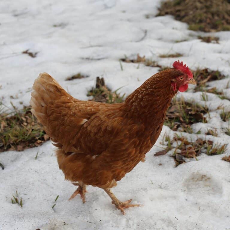 chicken during winter