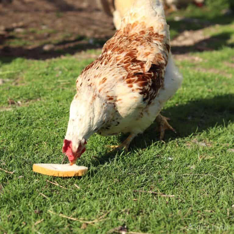 chicken eating a loaf of bread