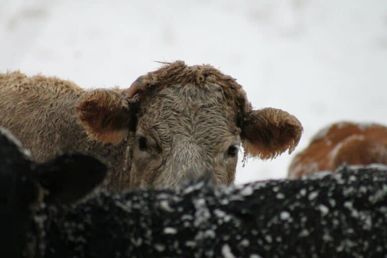 cow outdoors in wintertime