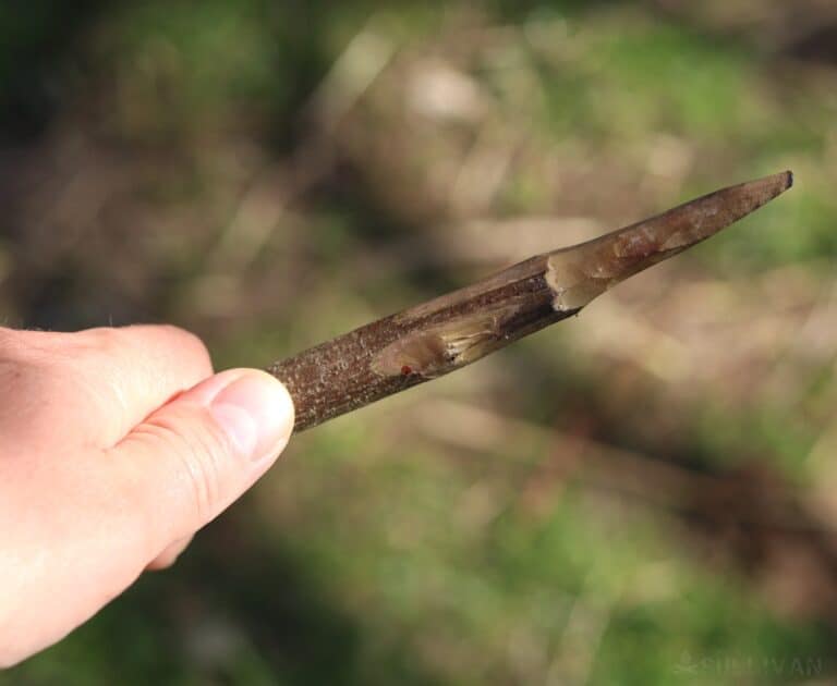 primitive spear carved with knife and forged in fire
