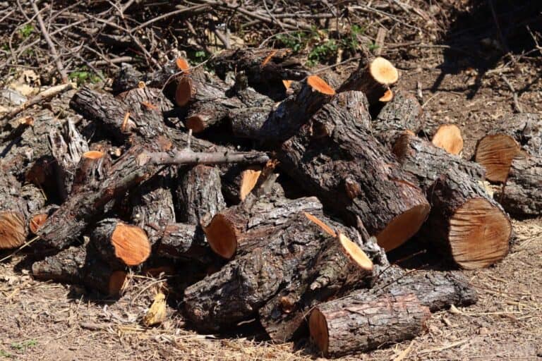 split plum tree wood logs