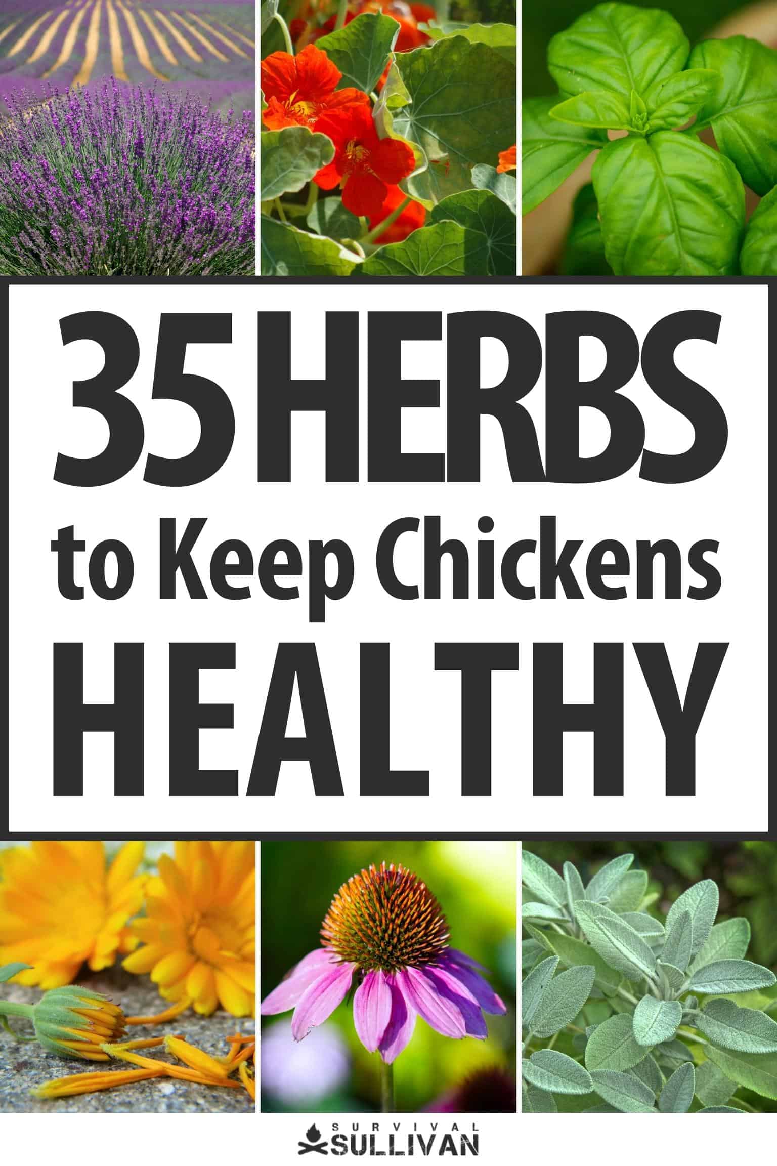 Image showcasing 35 Herbs to Keep Chickens Healthy
